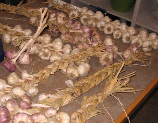 Garlic01