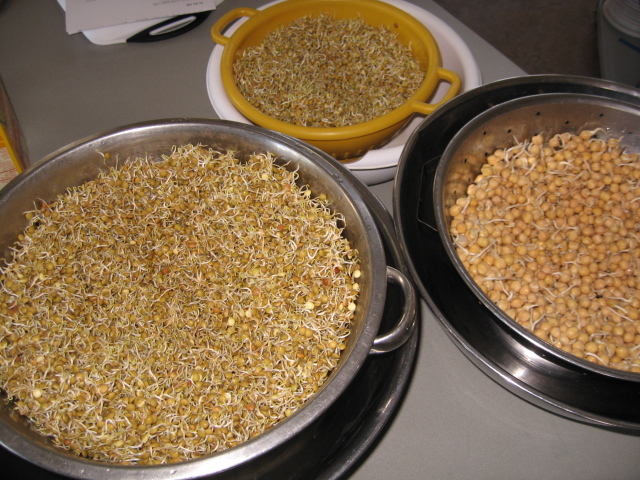 Sprouted lentils and chickpeas galore