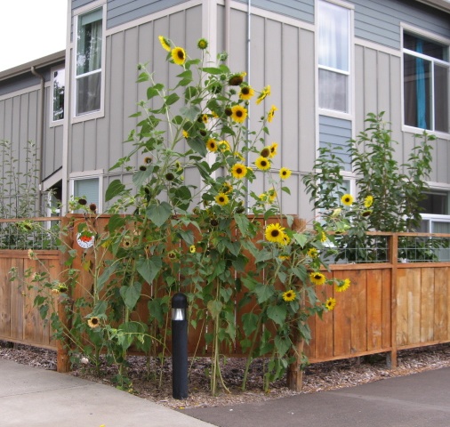 Sunflowers decorated the angled fence each summer