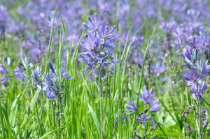 Camas attracts pollinators! :-)