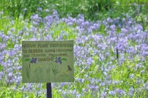 CoHo wants to preserve this native plant.