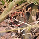 CoHo Shrew 20160224 (01)