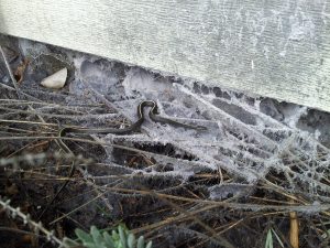 Garter snake staying warm under the dryer vents.