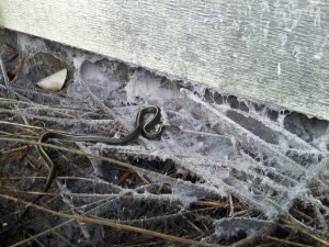 CoHo snake 20160316_110107