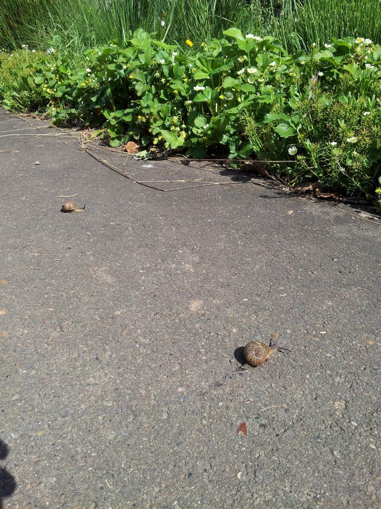 CoHo slugs spotted racing toward the green...