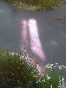 Pink light on path in front of the Herveys