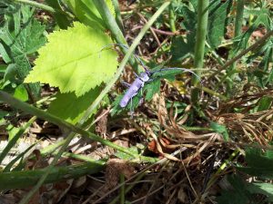 A new species of purple beetle?