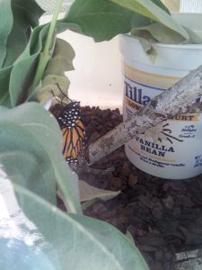 Monarch buttefly 20160811_110225