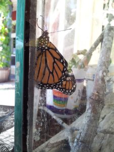Monarch buttefly 20160811_145631