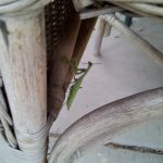 mantis-at-coho-20160916_184732