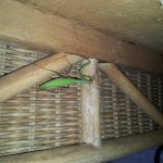 mantis-at-coho-20160916_184847