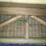 mantis-at-coho-20160916_184907