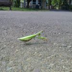 mantis-at-coho-20160920_125839