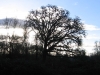 the-old-oak-in-january-2006