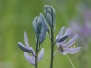 2012  Camas Meadow in Spring