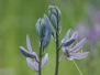 2012  Camas Meadow in Spring