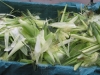 cornonthecob
