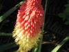 Flowers6